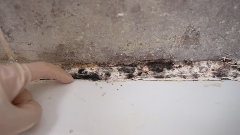 Best Attic Mold Removal  in Citrus Springs, FL